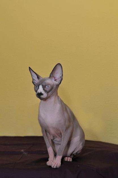 Gato de pura raza Sphinx con mesa