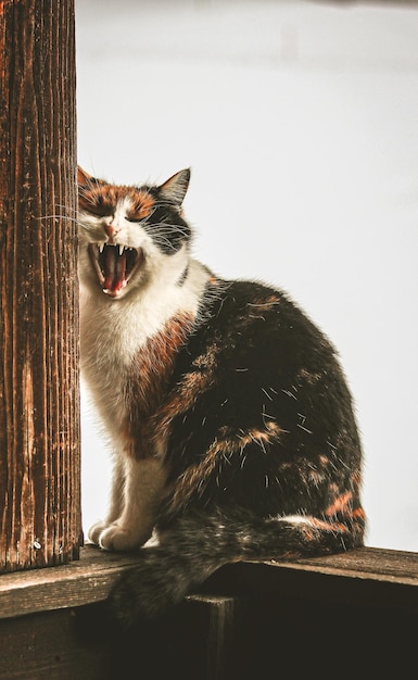 Foto gato que boceja