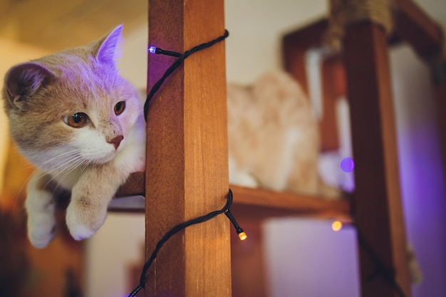 El gato que cuelga la cola esponjosa está acostado en una silla y descansando en casa