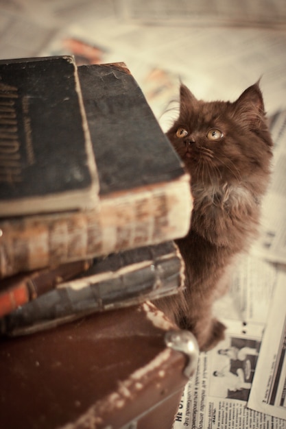 Gato que olha livros antigos