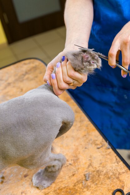 Gato que prepara no salão de beleza do animal de estimação.