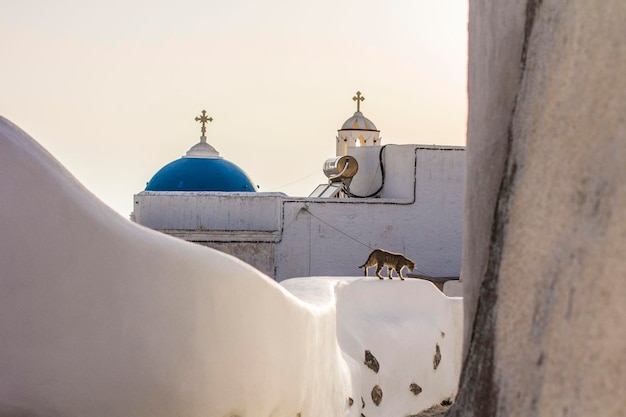 Gato que sube la cerca blanca en la ciudad de Pyrgos, Santorini, Grecia