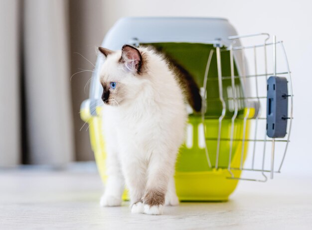 Gato Ragdoll dentro de transporte