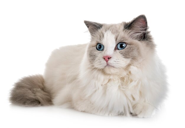 Foto gato ragdoll en estudio