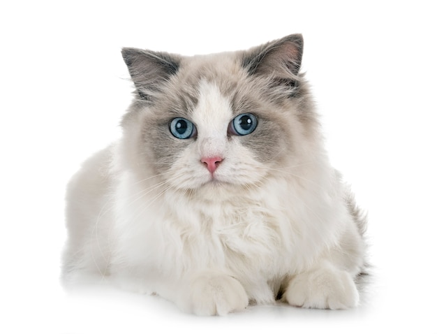 Foto gato ragdoll en estudio