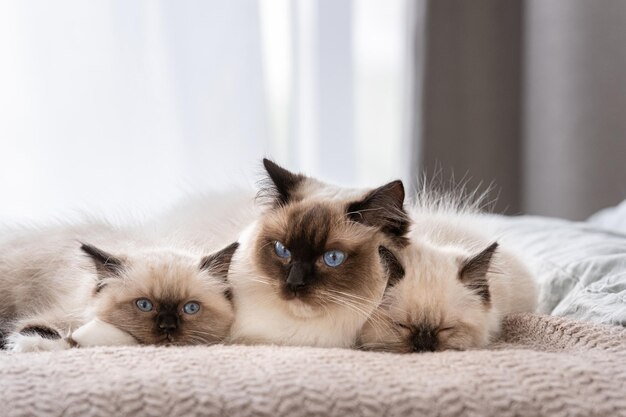 Gato ragdoll con gatitos en la cama