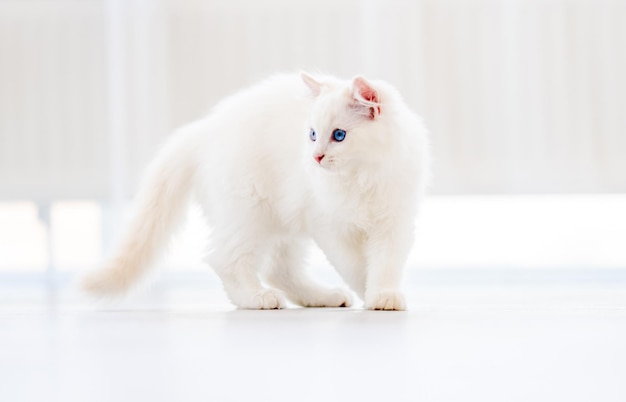 Gato Ragdoll en habitación luminosa