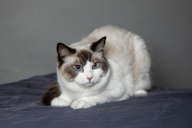 Gato ragdoll joven con ojos azules posa en estudio sobre fondo gris. Gatos de pedigrí. Espectáculo de animales. Condición de exposición. Productos para el cuidado de mascotas. Mantenimiento y crianza. Aseo de mascotas Gatos de ojos azules.