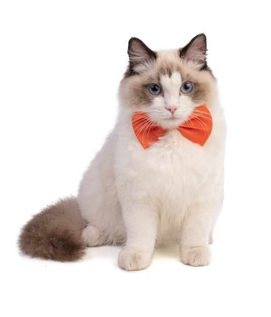 Gato ragdoll joven de seis meses de edad con una pajarita naranja sobre blanco