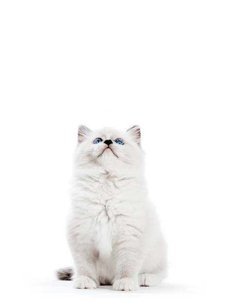 Gato Ragdoll, retrato de gatito pequeño sobre fondo blanco.