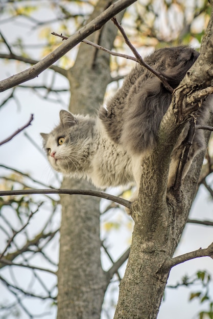 Gato en una rama de árbol en el bosque