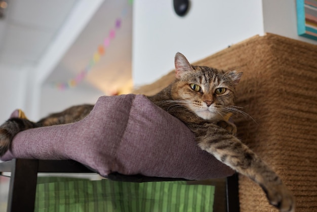 Gato rascando un árbol para gatos luciendo emocionado