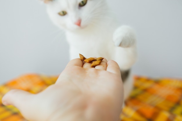 Gato rayado blanco comiendo comida de la mano