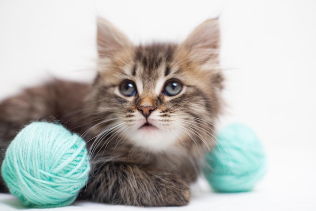 Gato rayado con bolas azules madejas de hilo en una cama blanca Un artículo sobre gatitos Un artículo sobre mascotas Un pequeño gatito curioso mirando a la cámara