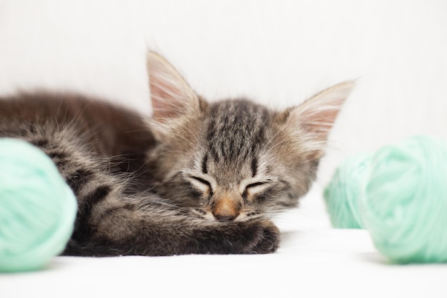 Gato rayado con bolas azules madejas de hilo sobre una cama blanca Un artículo sobre gatitos Un artículo sobre mascotas