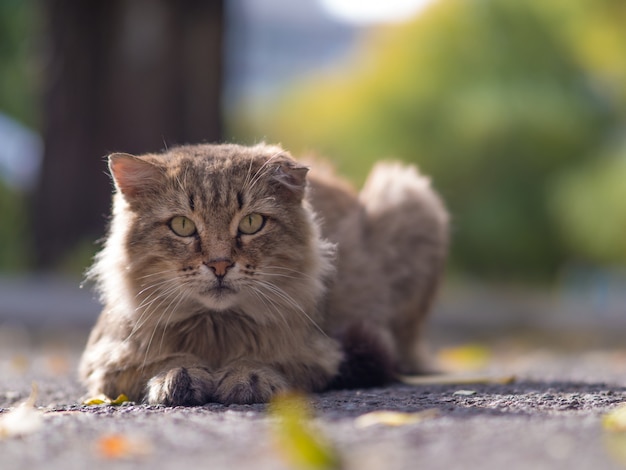 Gato rayado en la calle