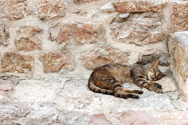 Gato rayado durmiendo en el pavimento marrón del casco antiguo