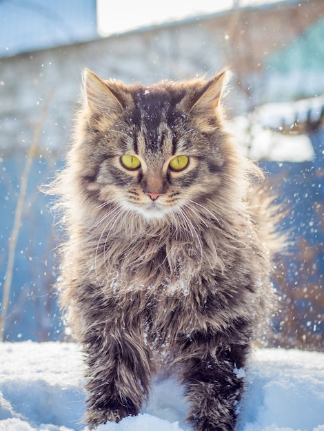 Gato rayado esponjoso al aire libre en invierno en clima soleado_