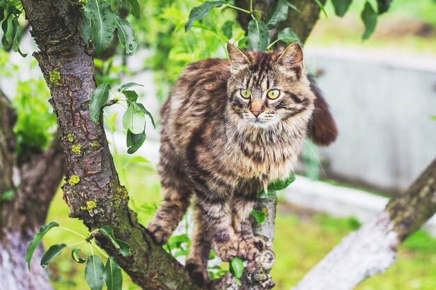 Gato rayado esponjoso en un árbol El gato trepa al árbol