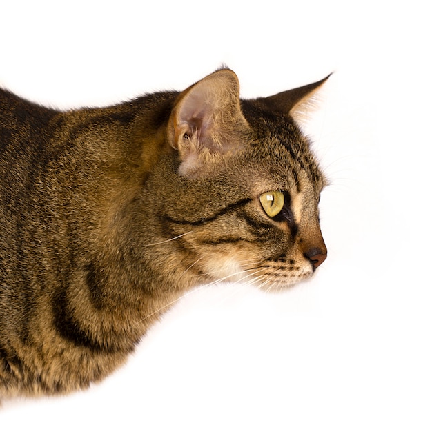 Un gato rayado en un fondo blanco mira a un lado. Aislado