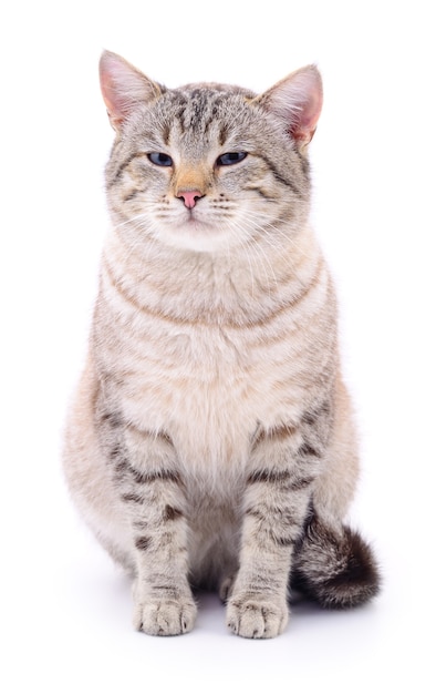 Gato rayado gris aislado sobre fondo blanco.