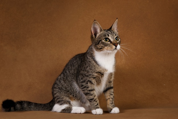 Gato rayado gris y blanco sentado