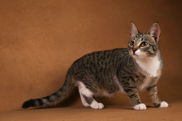 Foto gato rayado gris y blanco