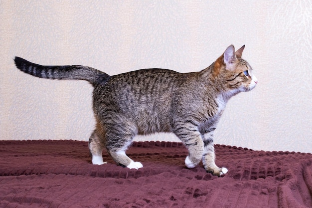 El gato rayado gris camina en el sofá