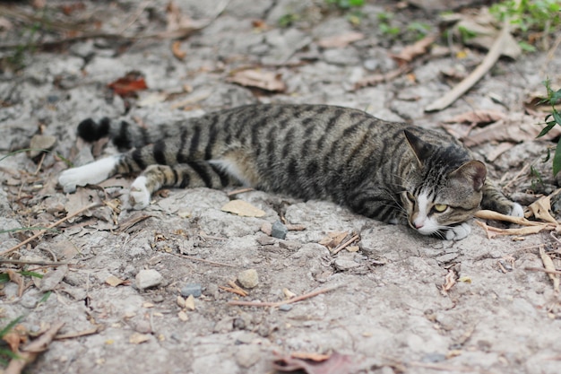 Gato rayado gris disfrutar y relajarse en el suelo del suelo en el jardín con luz solar natural