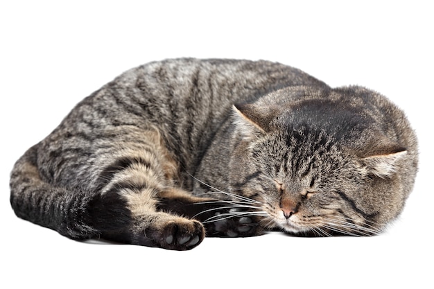 Gato rayado gris durmiendo sobre un fondo blanco. Aislado.