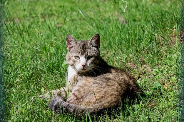 Gato rayado gris se encuentra en la hierba verde