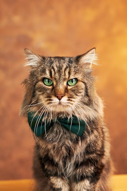 Gato rayado gris esponjoso con ojos verdes en una pajarita verde