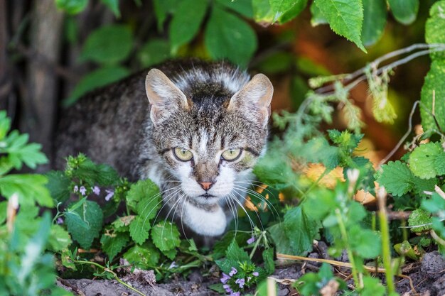 Gato rayado gris con mirada concentrada entre matorrales. Gato en la caza