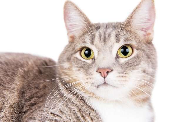 Gato rayado gris que miente en el fondo blanco.