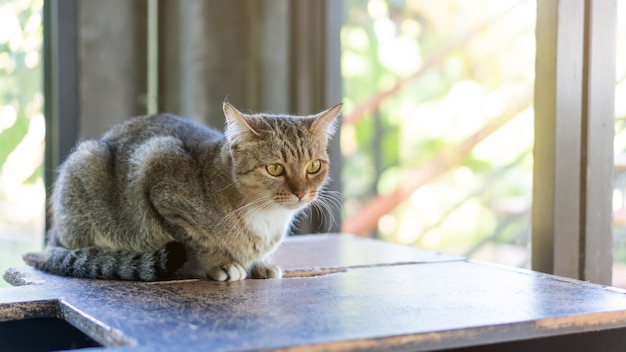 Gato rayado gris sentado en la sala