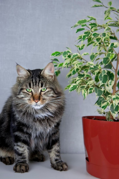 Un gato rayado gris