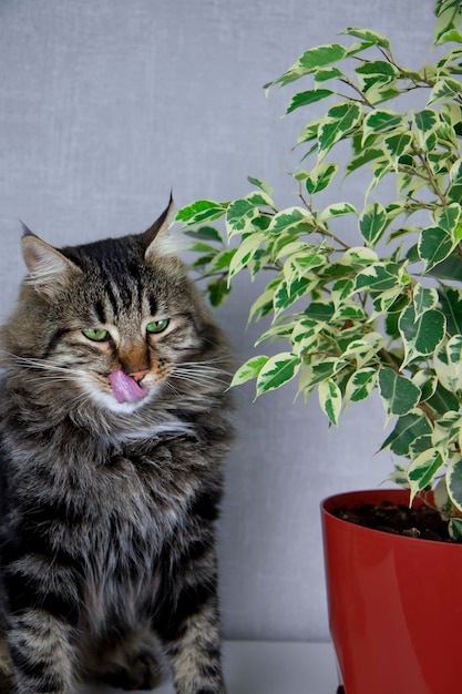 Un gato rayado gris