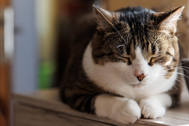 Gato rayado de jengibre acostado en el alféizar de la ventana en casa por la mañana Mascota relajándose disfrutando de la comodidad