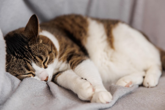 Gato rayado de jengibre durmiendo en el sofá en la sala de estar acostado sobre una manta Mascota tomando una siesta en casa