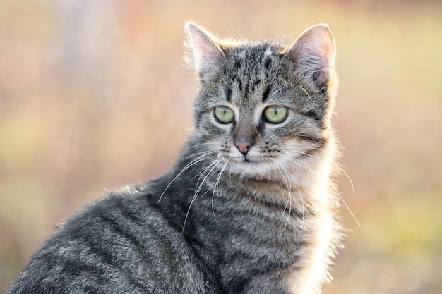 Gato rayado joven con una mirada cercana en el jardín sobre un fondo borroso