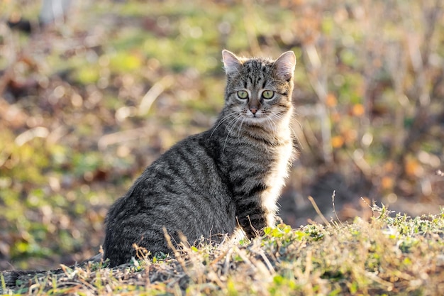 Gato rayado joven con una mirada cercana en el jardín sobre un fondo borroso