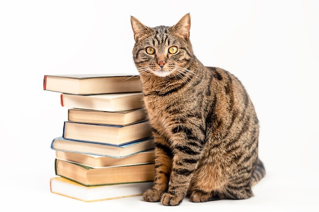 Gato rayado con libros sobre un fondo claro.