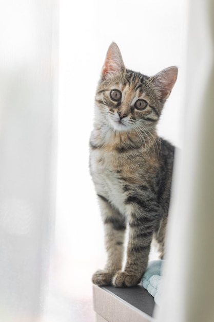 Foto gato rayado marrón gatito lindo de cerca