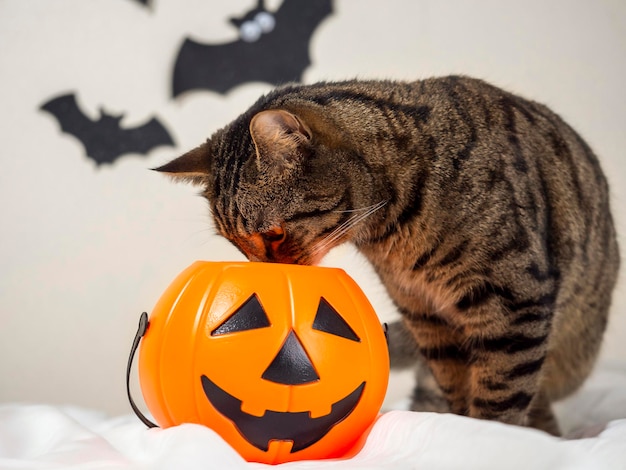 El gato rayado mira hacia la canasta de calabazas Animales divertidos de las vacaciones de Halloween