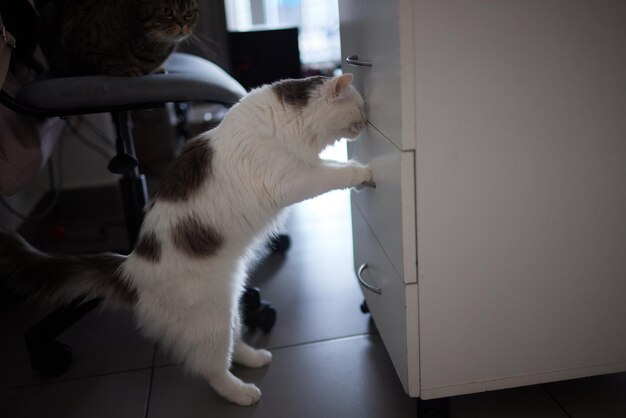 El gato rayado mira hacia la puerta del armario abierta.