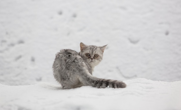 gato rayado en la nieve