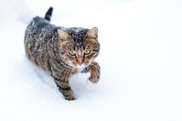 Gato rayado del país que juega en la nieve. Aislado en un fondo blanco.