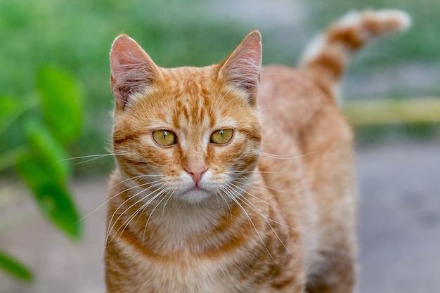 El gato rayado rojo mira directamente a la cámara.