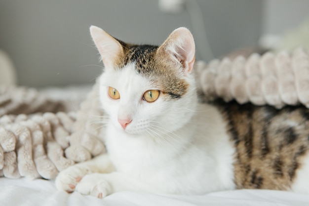 Gato rayado en una tela escocesa gris