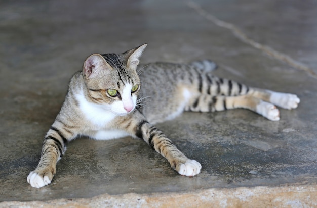 Gato rayado tirado en el suelo de cemento